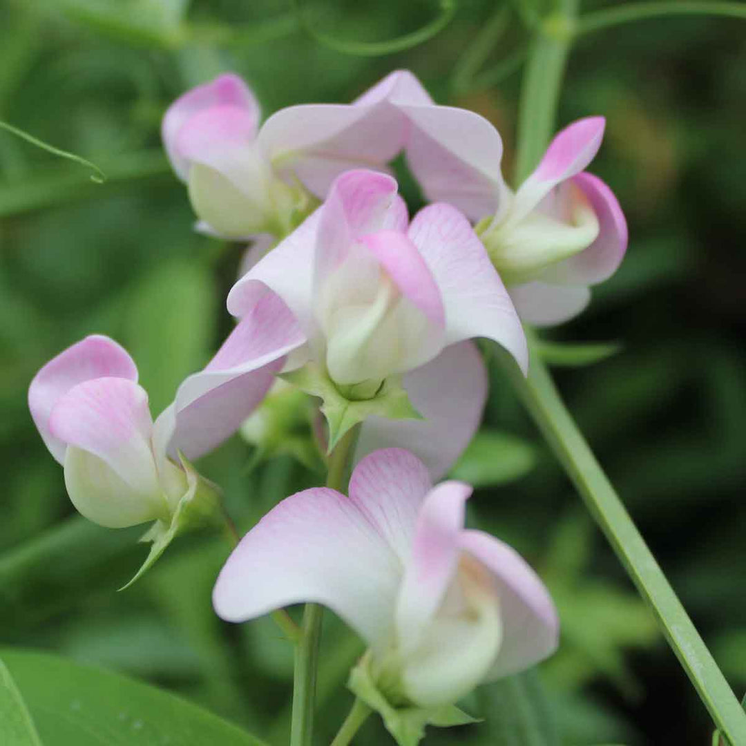 Heirloom Non-GMO Pink Lathyrus Flower Seeds for Fragrant Garden Trellises and Seasonal Planting
