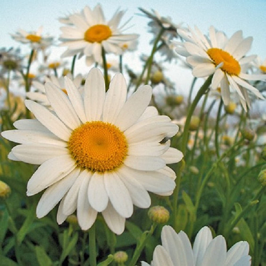 White Leucanthemum Flower Seeds for Planting - 100 pcs