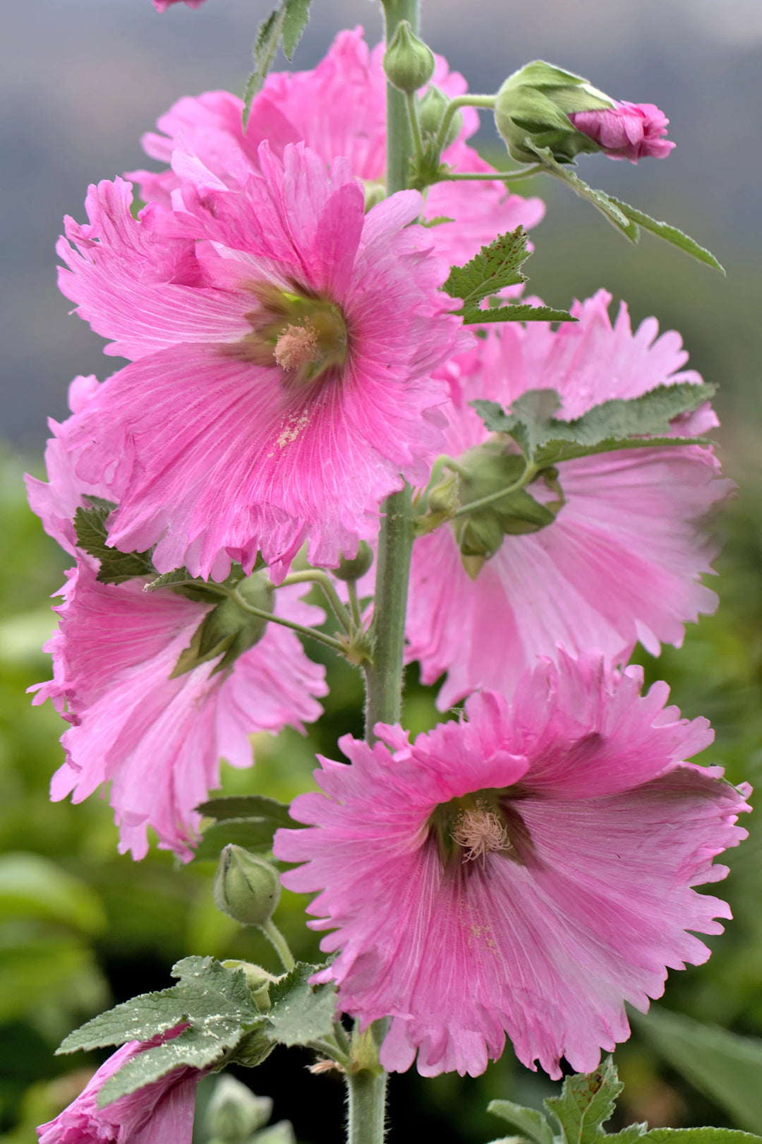 Hollyhock Pink Flower Seeds for Planting – Organic, Heirloom, Non-GMO Seeds