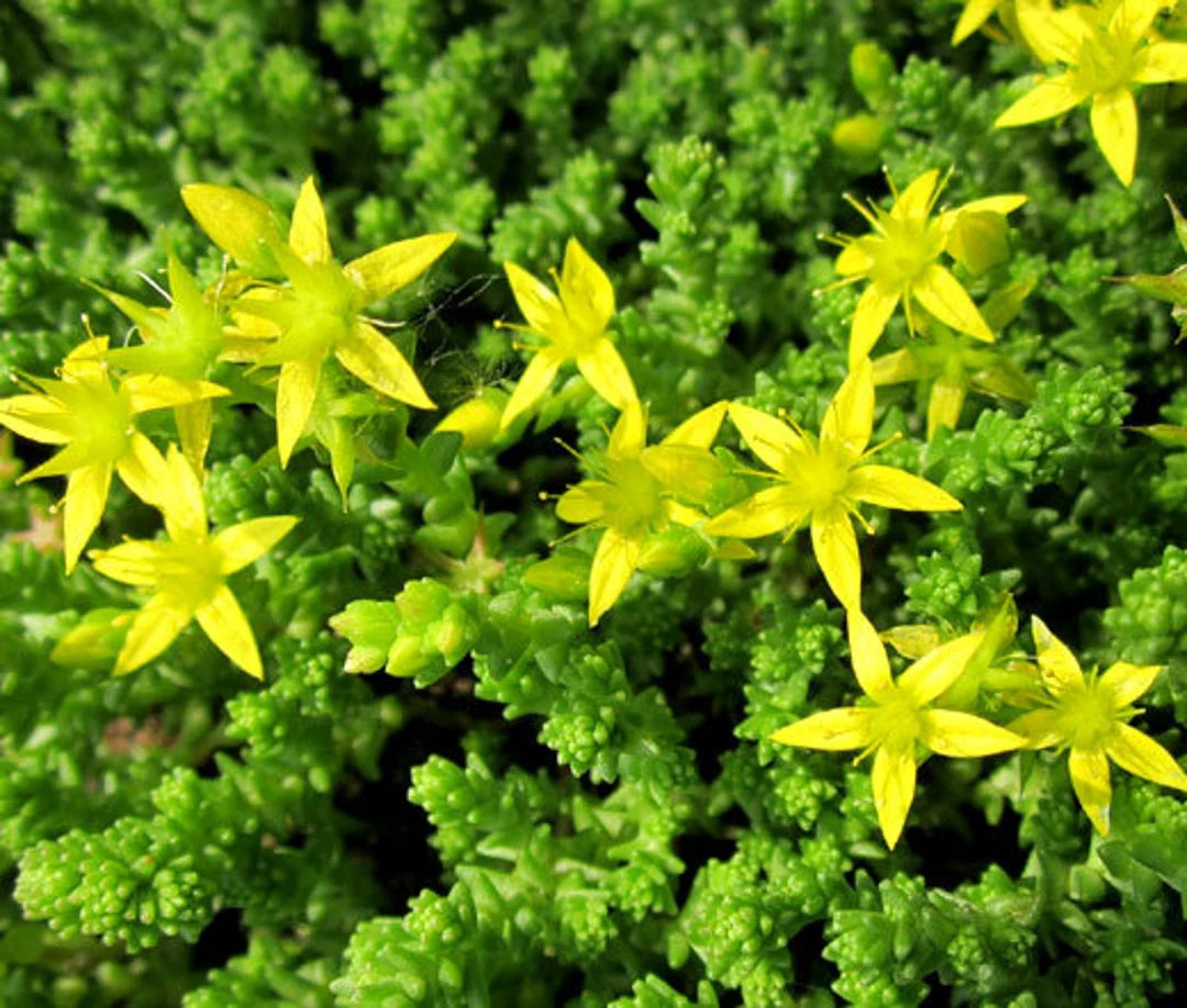 Yellow Moss Stonecrop Flower Seeds for Planting 100 pcs