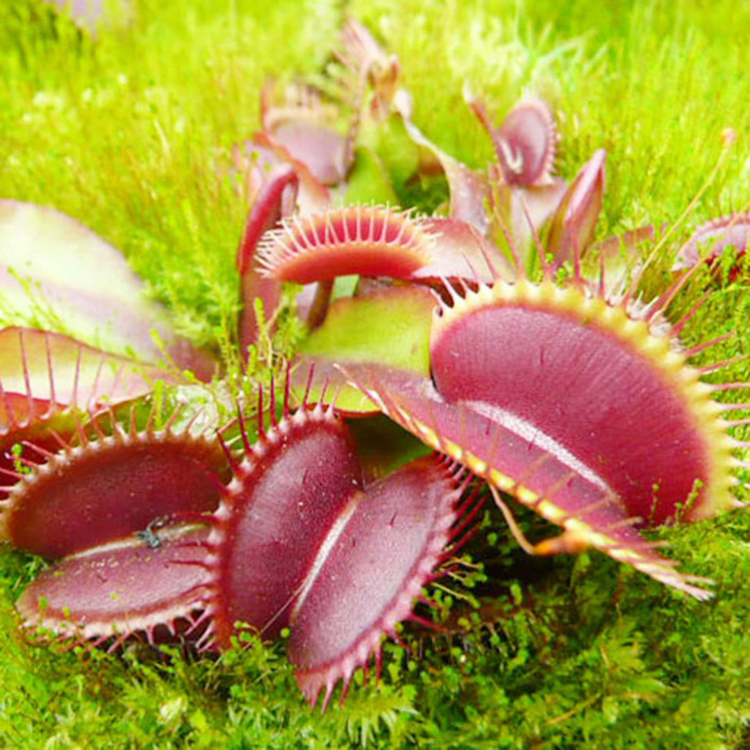 Heirloom Non-GMO Scarlet Sarracenia Carnivorous Plant Seeds for Planting – Unique Insect-Trapping Garden Plants