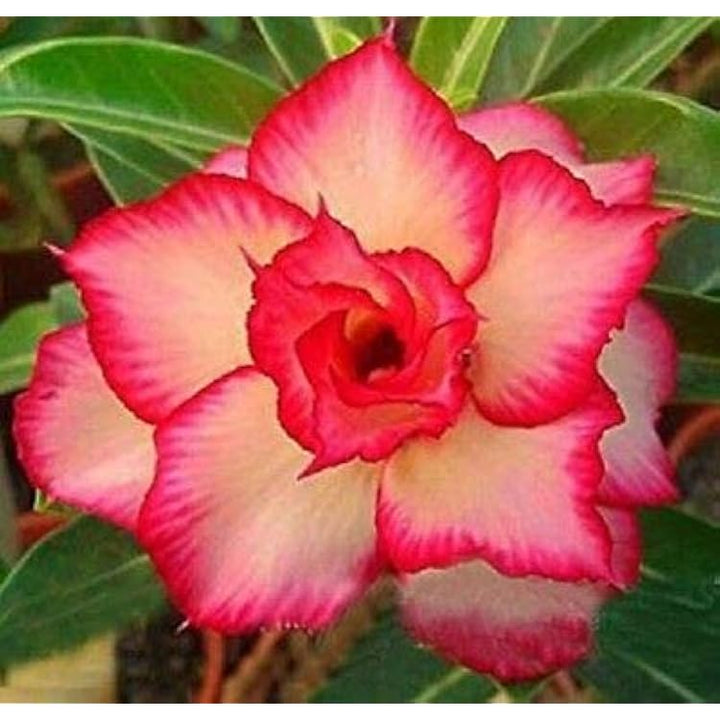 Pink Obesum Flower Seeds for Planting - 100 pcs