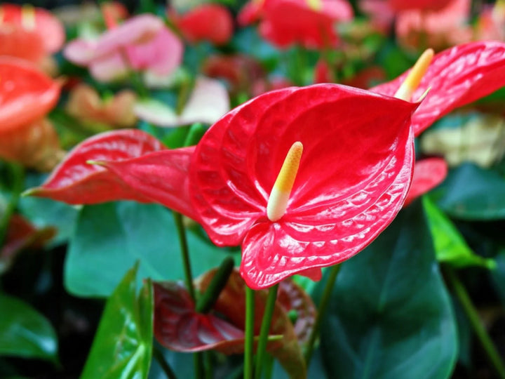 Anthurium blomsterfrø til plantning, arvestykke, ikke-GMO, 100 stk.