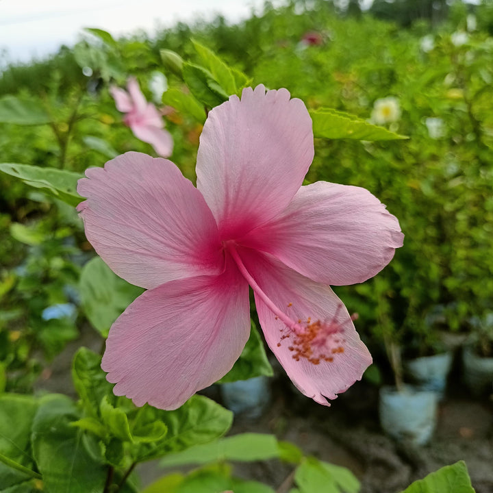 Heirloom Non-GMO Baby Pink Hibiscus Flower Seeds – Delicate Tropical Blooms for Garden Planting