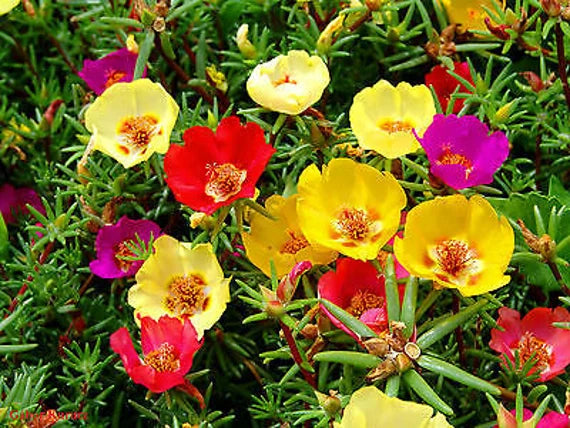 Mix Rose Moss Flower Seeds for Planting - 100 pcs