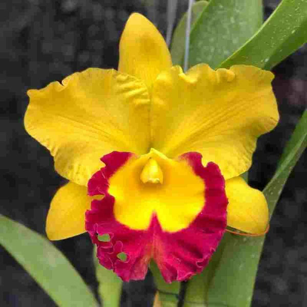 Yellow Red Cattleya Flower Seeds for Planting - 100 pcs