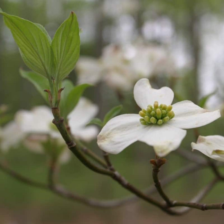 Heirloom Non-GMO Cornus Flower Seeds for Planting – High Germination Organic Dogwood Garden Seeds