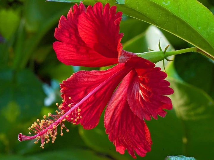 Red Hibiscus Flower Seeds – Heirloom Non-GMO Seeds for Garden Planting