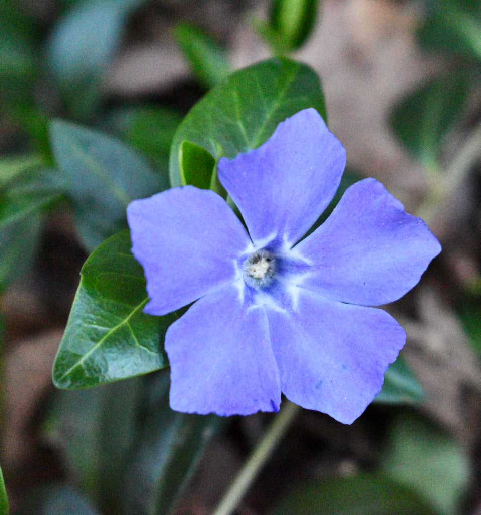Heirloom Non-GMO Blue Vinca Flower Seeds – Colorful Ground Cover & Garden Planting