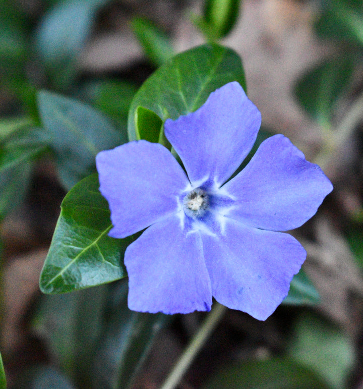 Heirloom Non-GMO Blue Vinca Flower Seeds – Colorful Ground Cover & Garden Planting