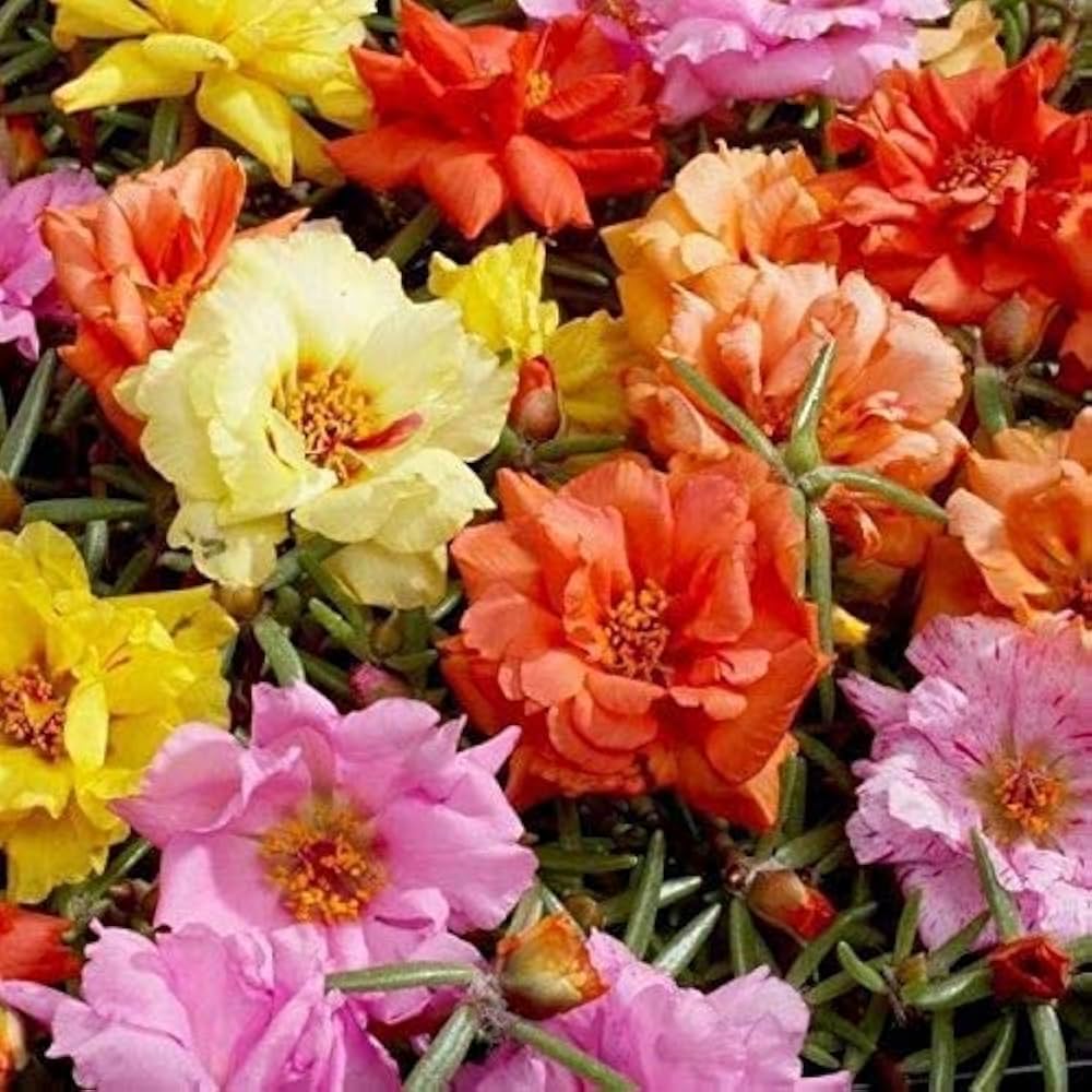 Heirloom Non-GMO Grandiflora Flower Seeds for Garden – Large Vibrant Blooms