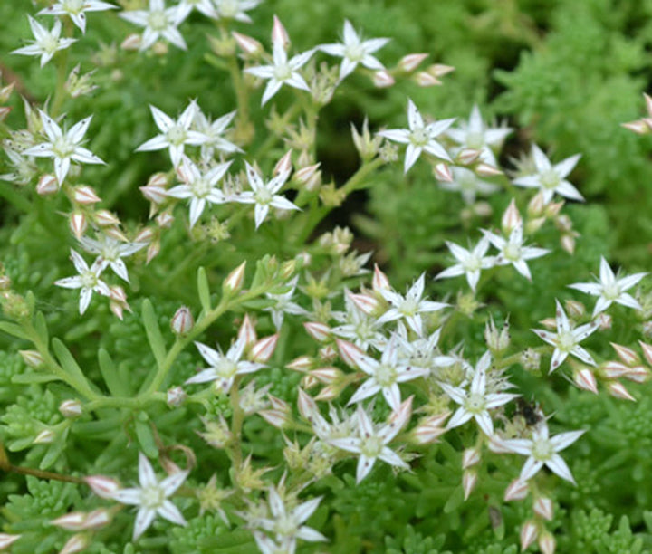 Heirloom Non-GMO White Sedum Acre Flower Seeds for Planting – Hardy Ground Cover Blooming Seeds