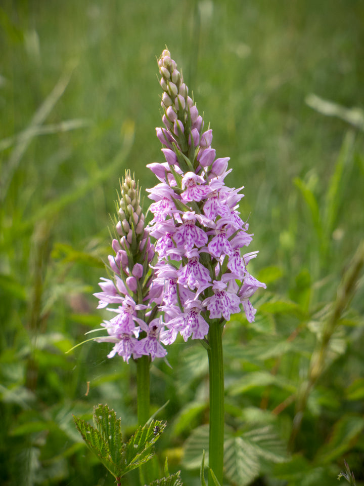 Dactylorhiza blomsterfrø til udplantning, 100 stk