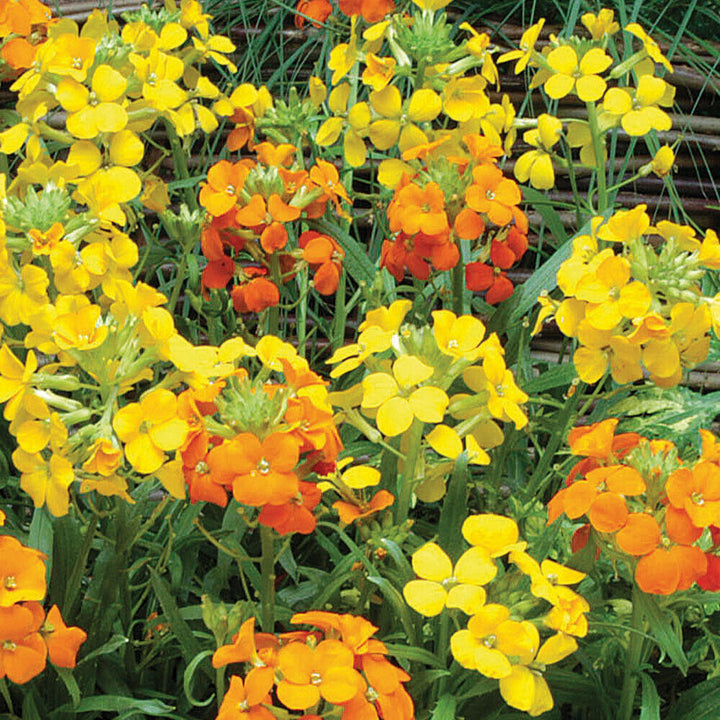 Yellow Orange Erysimum Flower Seeds for Planting - 100 pcs