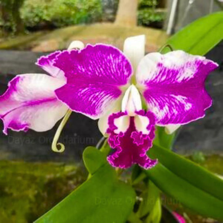 Cattleya blomsterfrø til plantning 100 stk