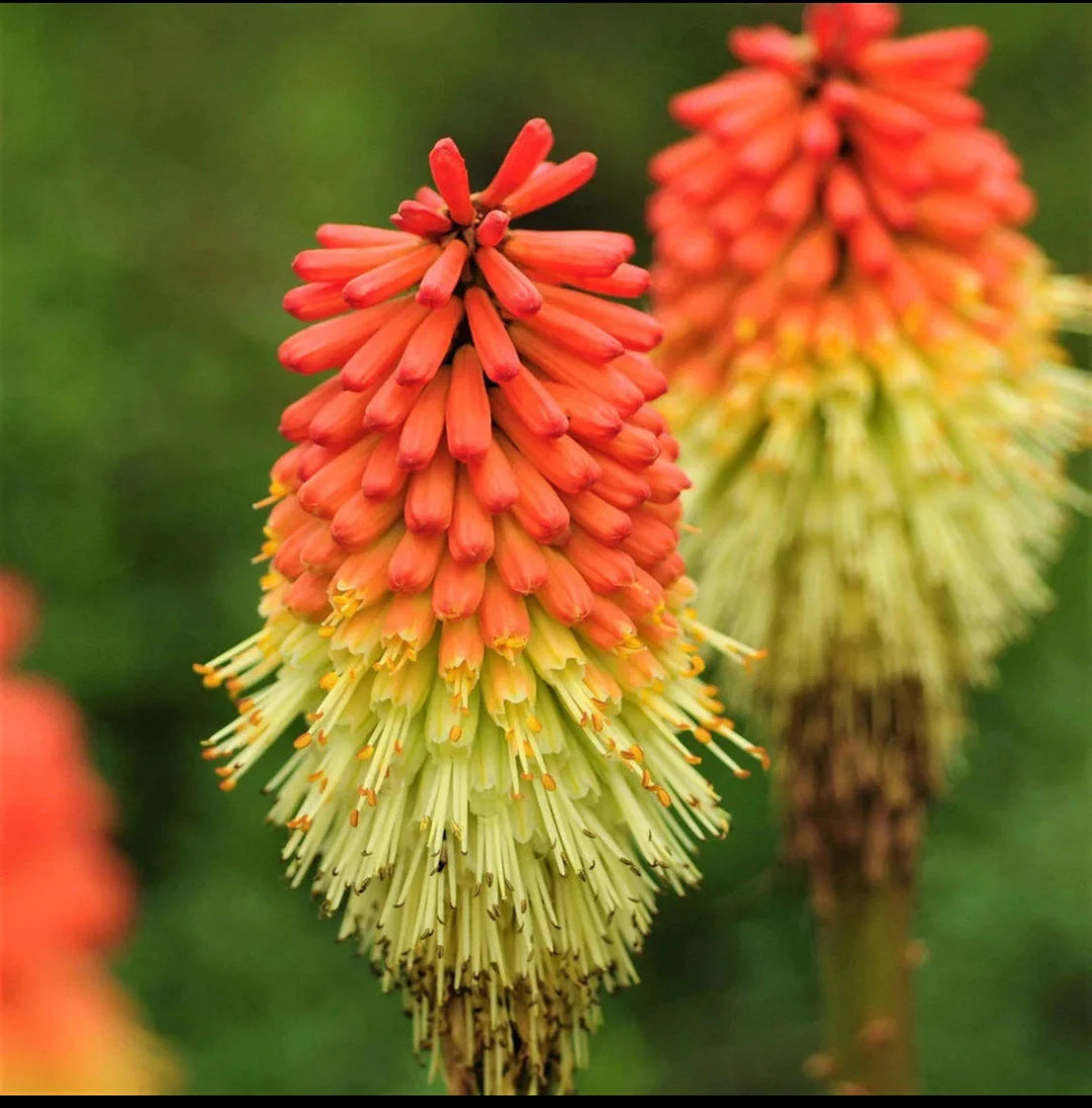 Heirloom Non-GMO Red Yellow Poker Flower Seeds for Garden Planting – Striking Torch-Like Blooms