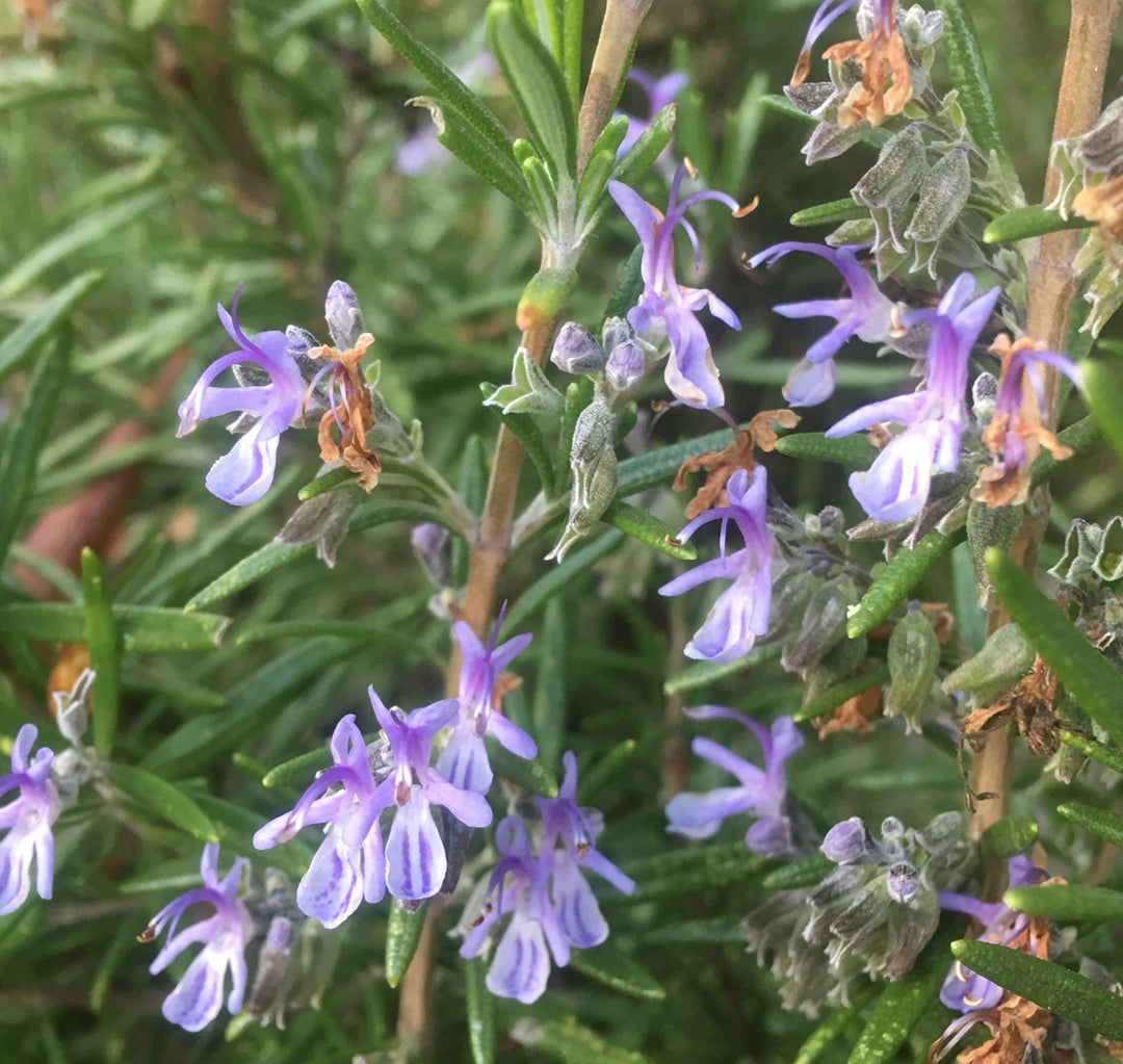 Heirloom Non-GMO Violet Rosemary Seeds for Planting – Organic Garden Seeds