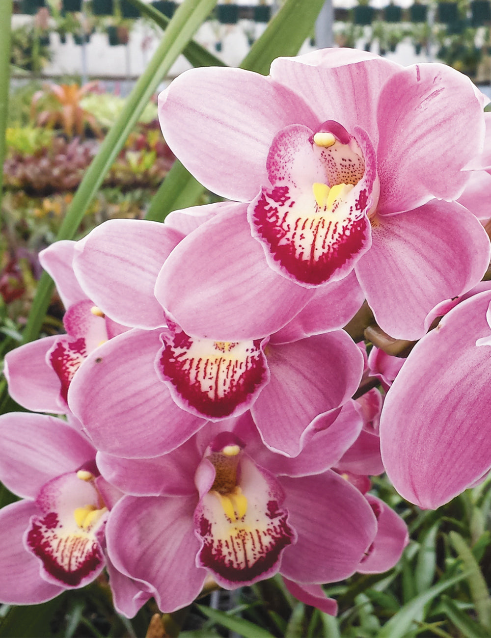 Pink Cymbidium Orchid Seeds for Planting - 100 pcs