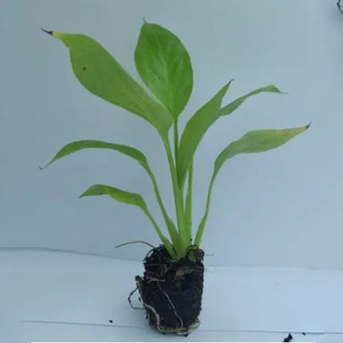 Grønne Spathiphyllum plantefrø til udplantning - 100 stk