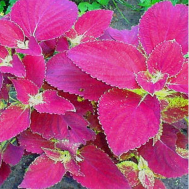 Heirloom Pink Coleus Flower Seeds for Planting – Non-GMO, Vibrant Ornamental Garden Foliage