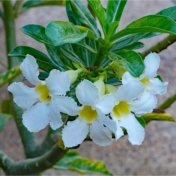 White Adenium Seeds for Planting - 100 pcs