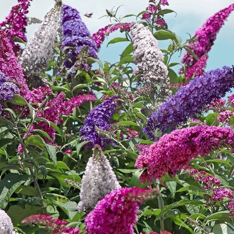 planting butterfly bush from seed Heirloom Non-GMO Buddleia Trikolore Flower Seeds for Garden Planting – – Neeraseeds