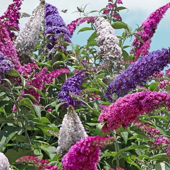 Heirloom Non-GMO Buddleia Trikolore Flower Seeds for Garden Planting – Butterfly-Attracting Blooms