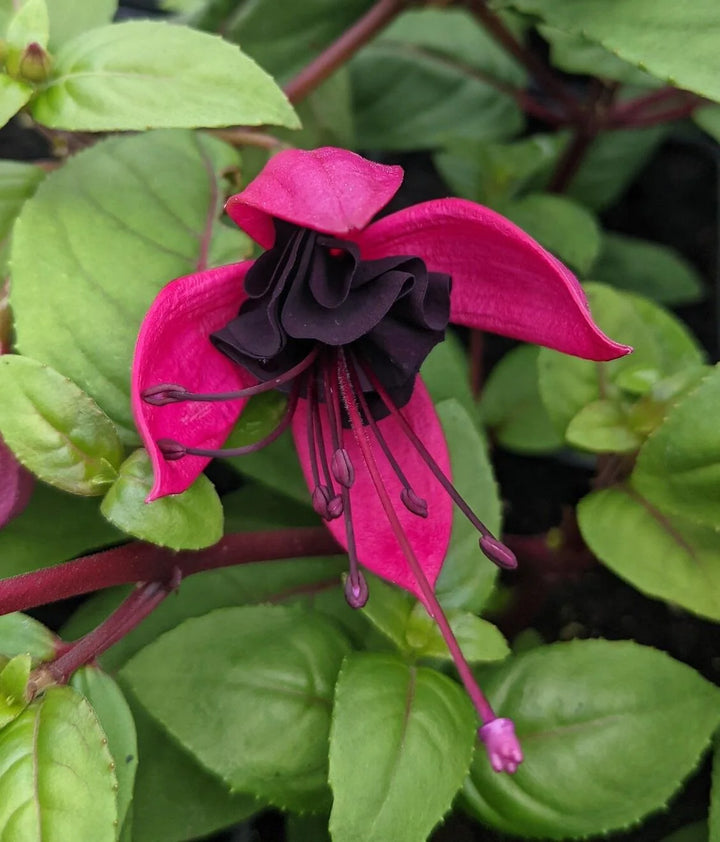 Black Fuchsia Flower Seeds for Planting - 100 pcs