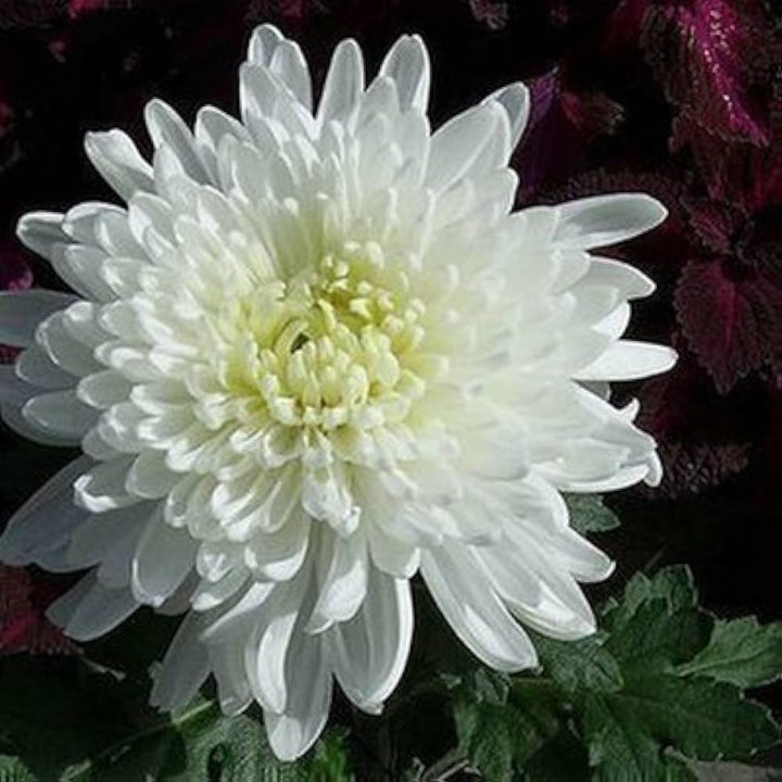 Organic Heirloom Non-GMO White Chrysanthemum Seeds for Planting – Garden Blooms