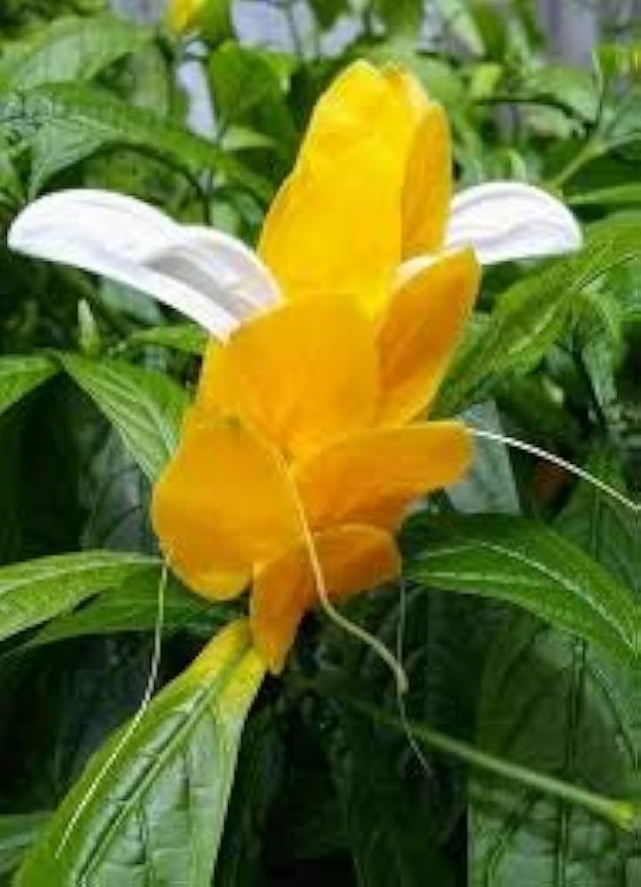 White Yellow Pachystachys Flower Seeds for Planting - 100 pcs