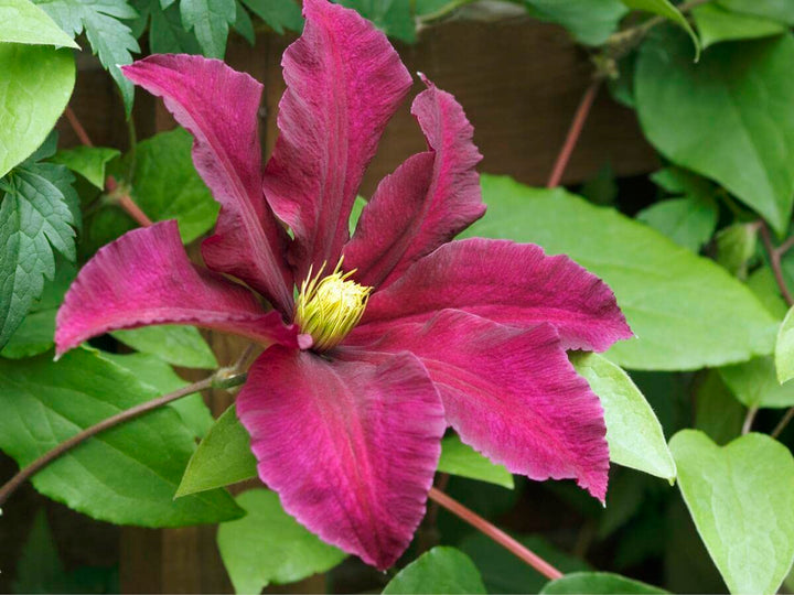 Pink Gul Clematis Blomsterfrø til udplantning - 100 stk