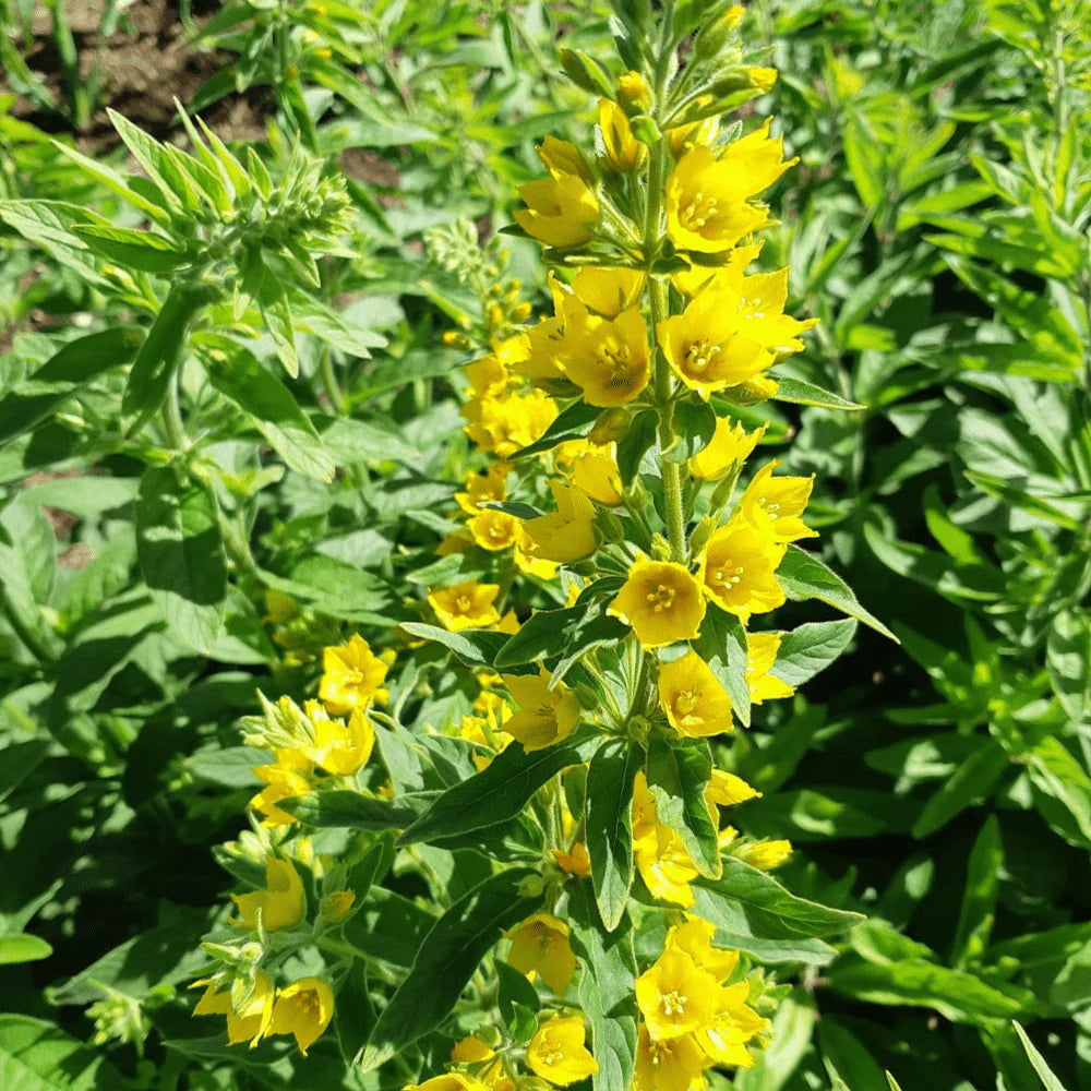 Yellow Lysimachia Punctata Flower Seeds for Planting, 100 pcs