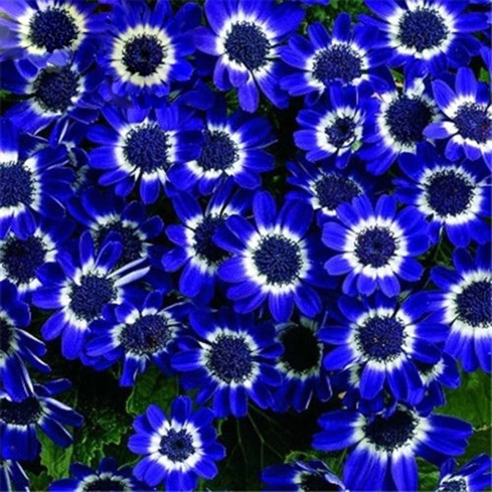 Heirloom Blue Cineraria Flower Seeds for Planting, Non-GMO