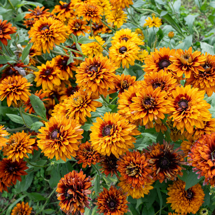 Orange Cherokee Flower Seeds for Planting, 100 pcs