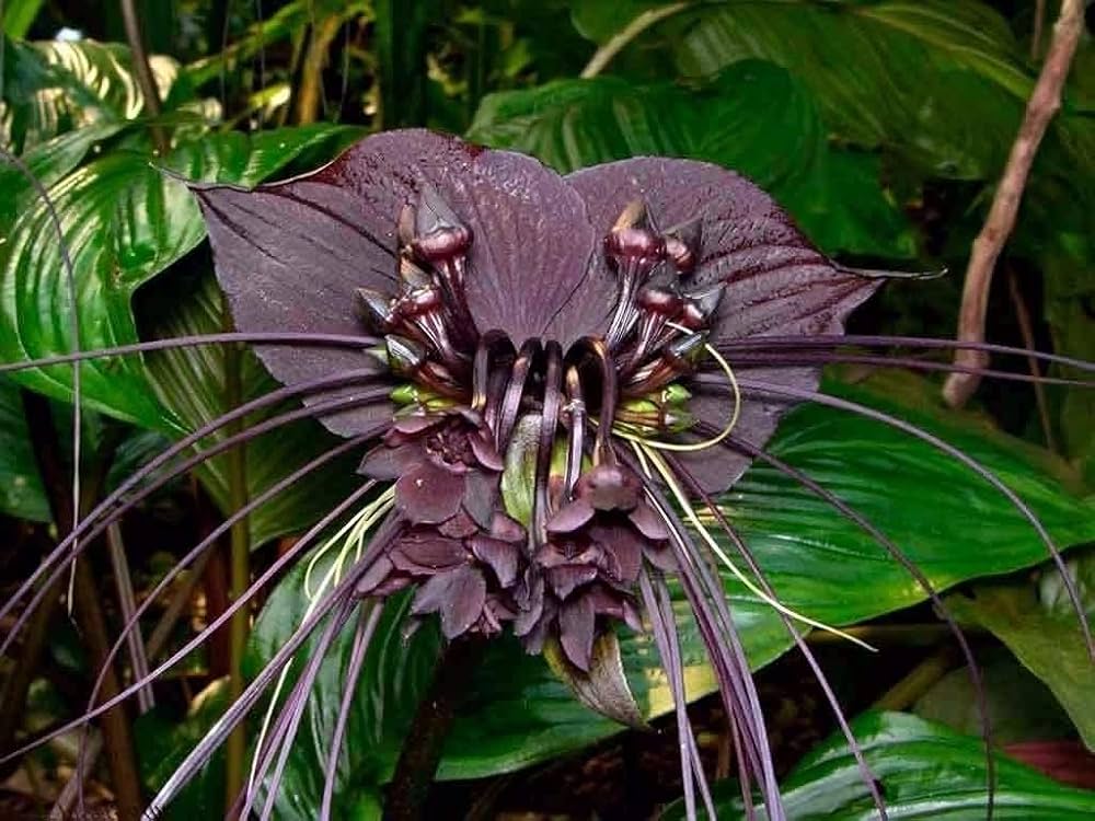 Black Tacca Chantrieri Plant Seeds for Planting - 100 pcs