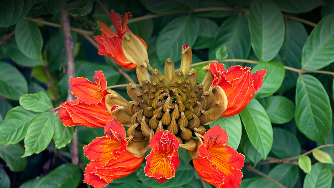 Tulipantræ Blomsterfrø til udplantning - 100 stk