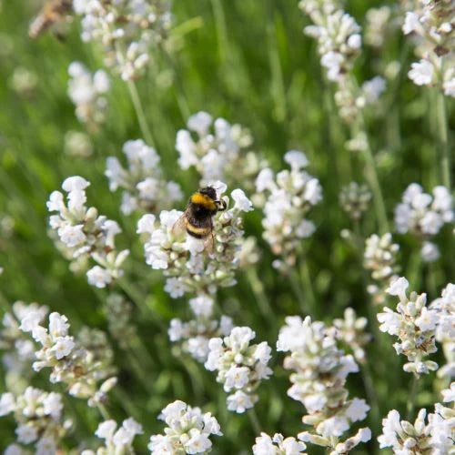 Hvide Provence lavendelfrø til plantning - 100 stk