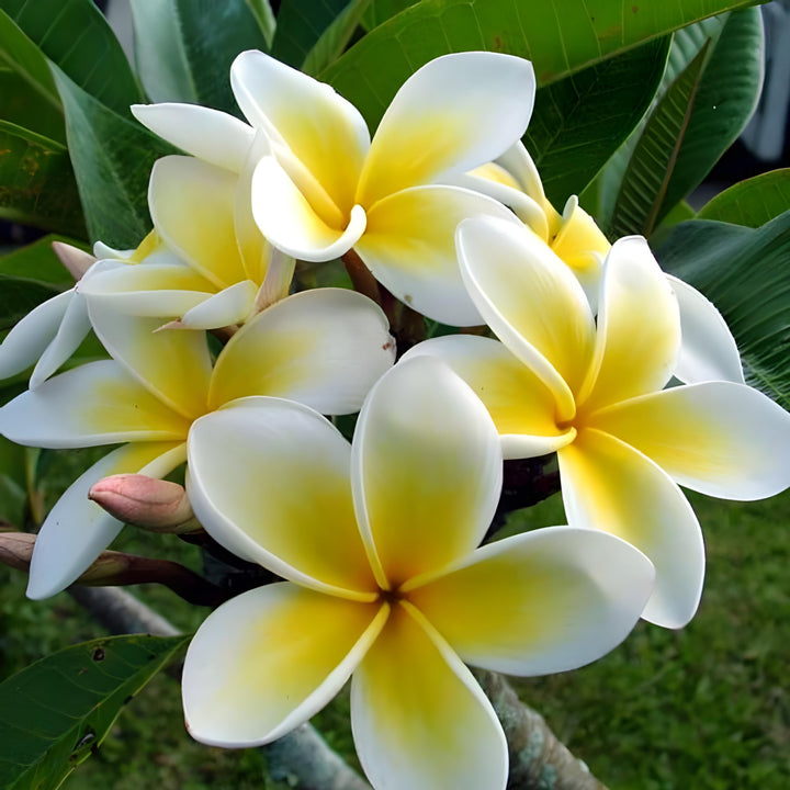 Yellow White Frangipani Flower Seeds for Planting - 100 pcs