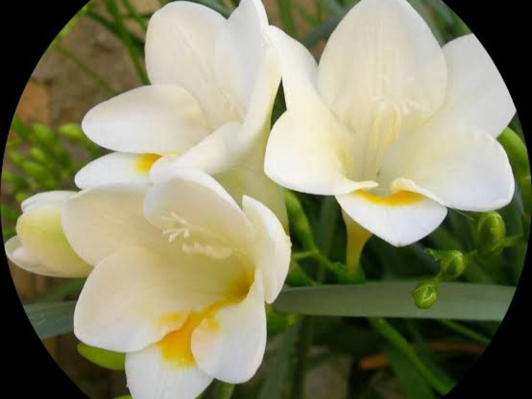 Freesia Flower Seeds – Heirloom, Non-GMO, Fragrant Blooms for Vibrant Garden Planting