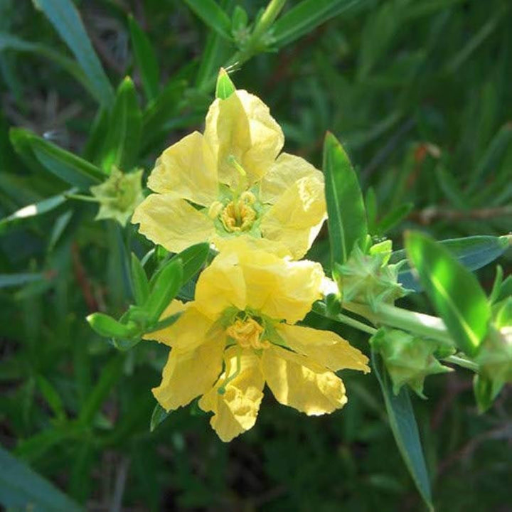 Gule Heimia blomsterfrø til plantning, lyse blomster, 100 stk