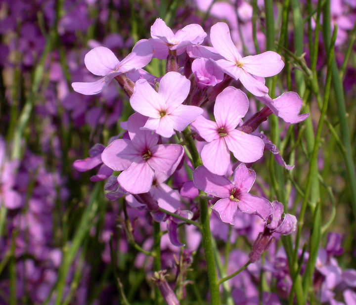 Hesperis Matronalis Flower Seeds for Planting - 100 pcs