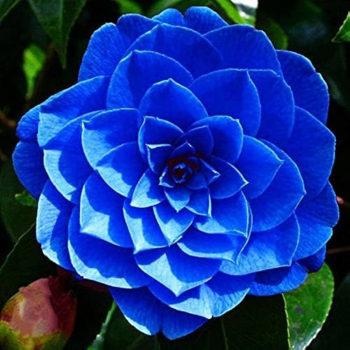 Camellia Blue Flower Seeds for Planting 100 pcs