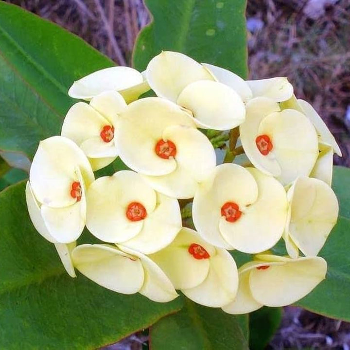 Organic Thorn Flower Seeds for Planting – Heirloom, Non-GMO