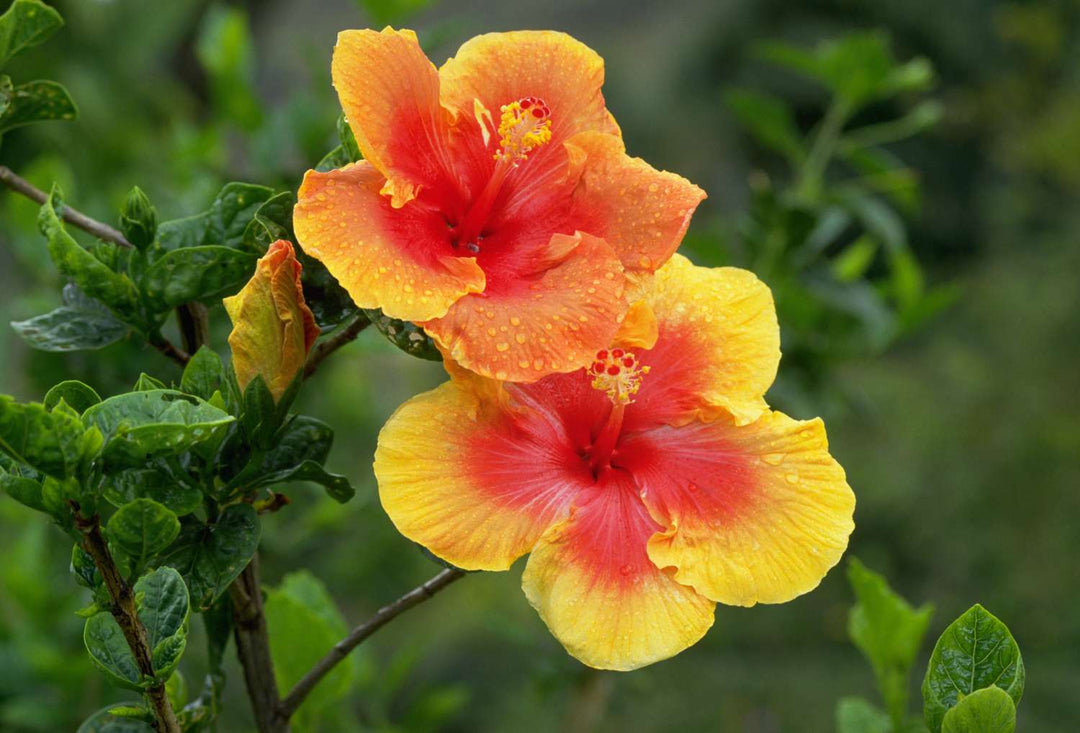 Hibiscus Flower Seeds for Planting – Tropical Blooms, Heirloom, Non-GMO, Flower Seeds
