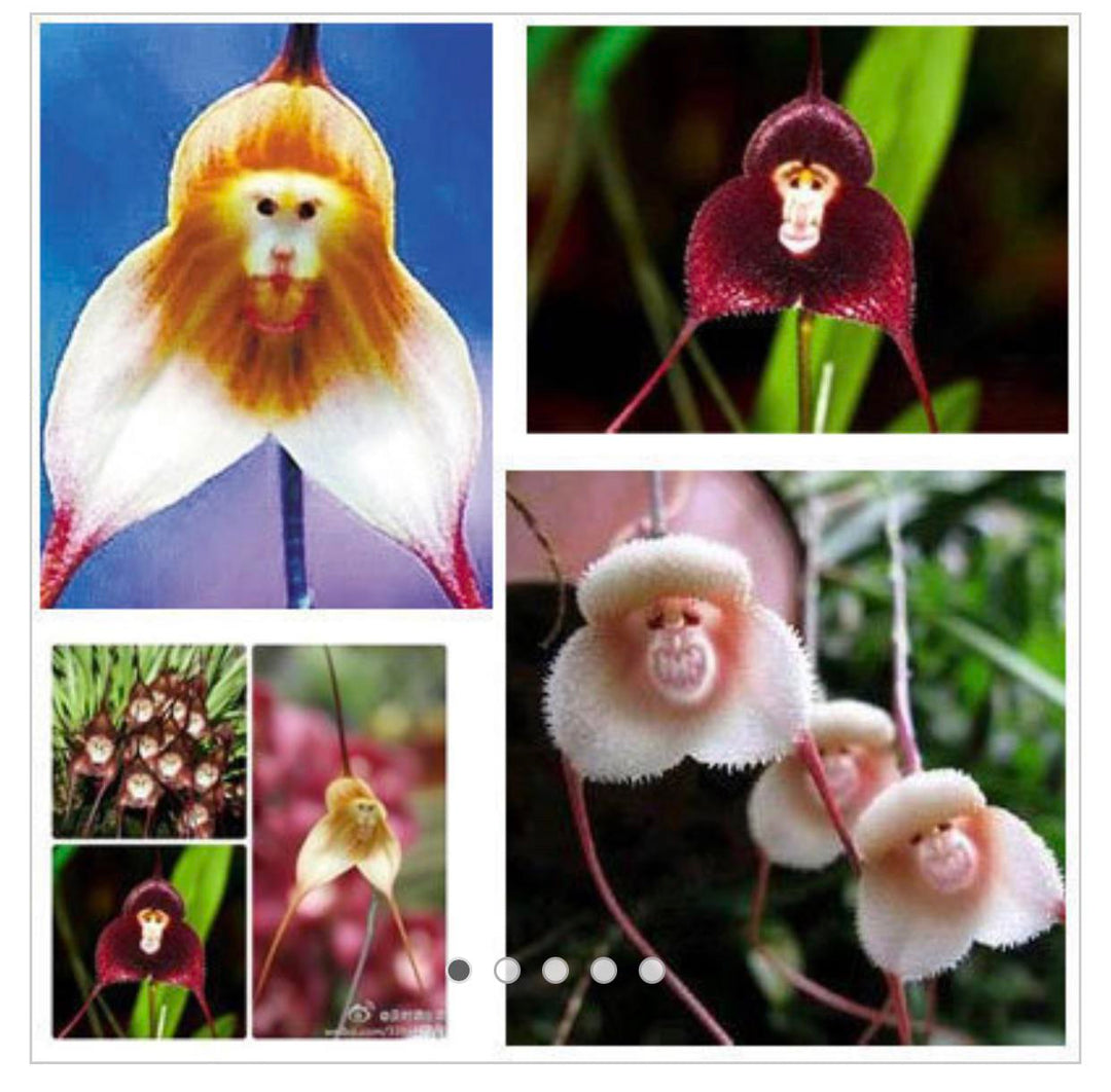 elwyn 100 monkey face orchid plant seeds Mixed Monkey Face Orchid Flower Seeds for Planting
