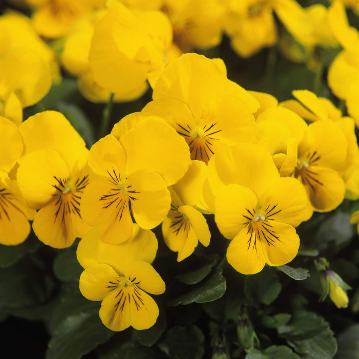 Yellow Viola Flower Seeds for Planting - 100 pcs