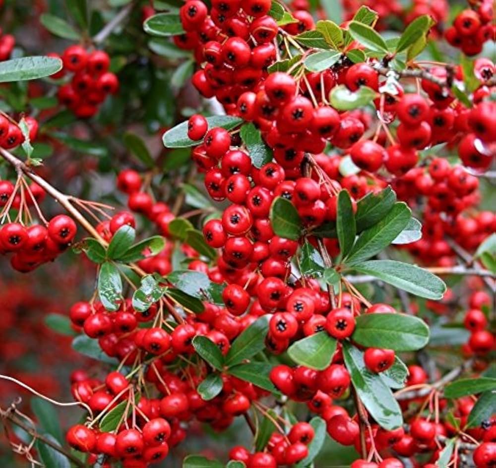 Heirloom Non-GMO Red Firethorn Flower Seeds – Vibrant Berry-Producing Blooms for Garden Planting