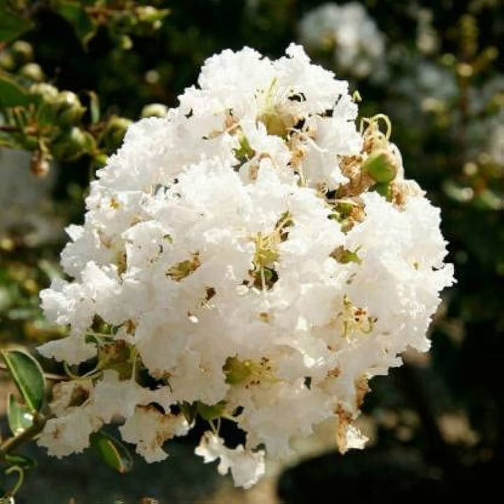 Heirloom Non-GMO White Crape Myrtle Tree Seeds for Garden Planting – Elegant Summer Blooming Tree