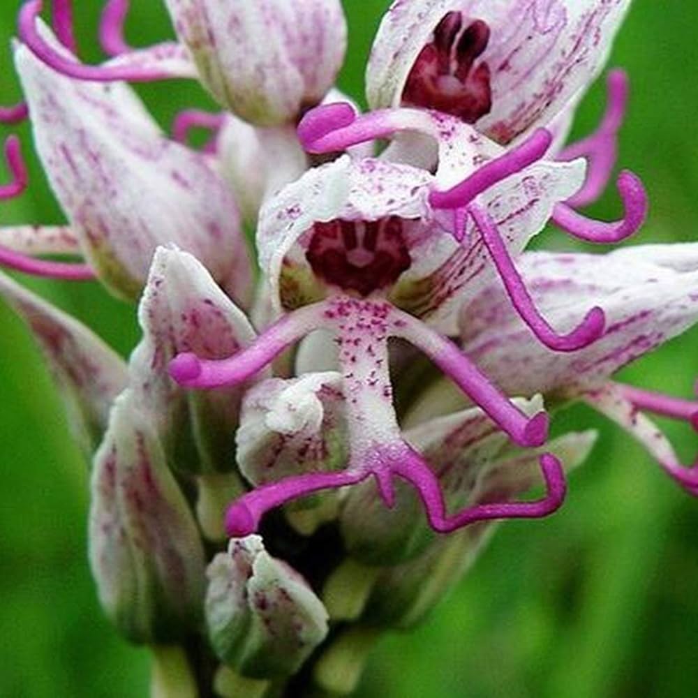 Organic Purple Naked Man Orchid Flower Seeds for Planting – Heirloom, Non-GMO Garden Seeds