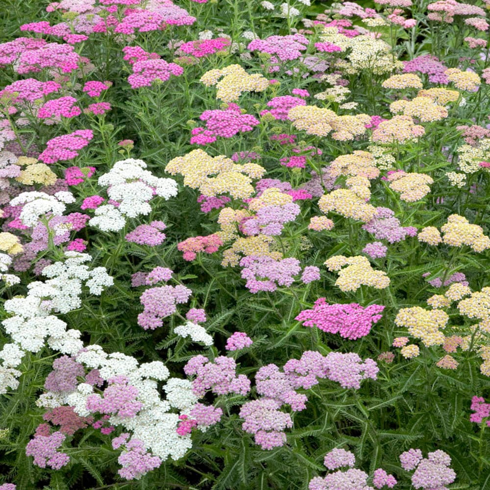 Blandede Achillea Millefolium blomsterfrø til udplantning, 100 stk